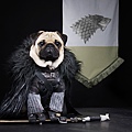 cute-pugs-game-of-thrones-pugs-of-westeros-2.jpg