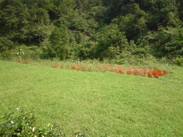 冬山鄉仁山植物園１