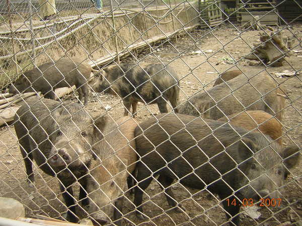 這是山豬的獵寮，算是愛屋及豬吧！