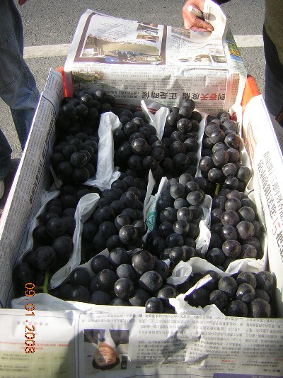 這就是包裝前的「布農TOYOkA」葡萄