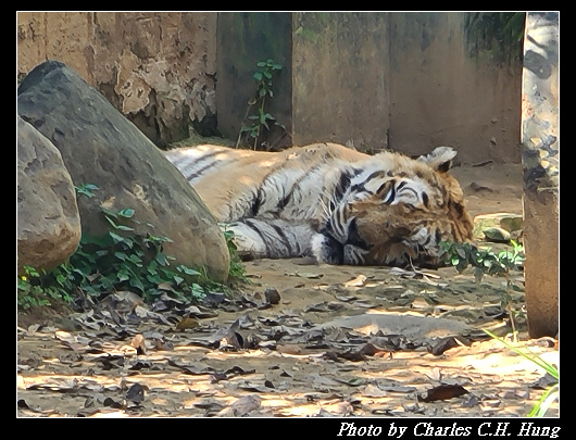 動物園_078.jpg