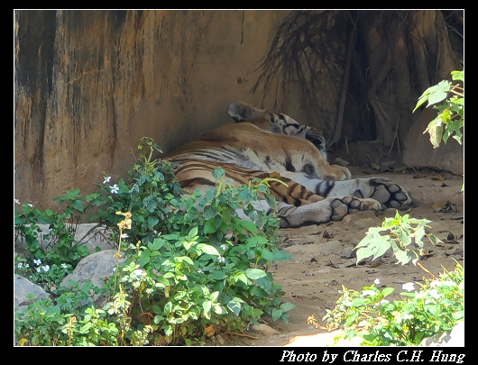 動物園_079.jpg