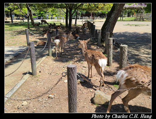 東大寺_004.jpg