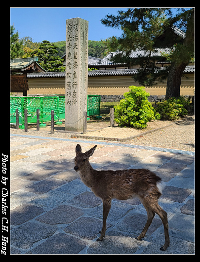 東大寺_019.jpg