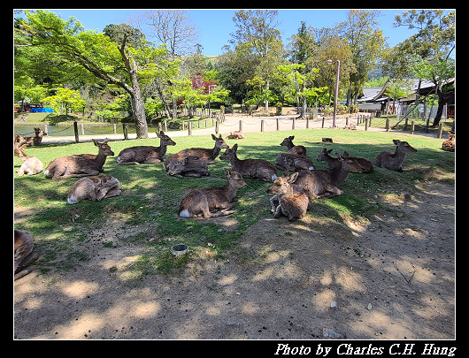 東大寺_026.jpg