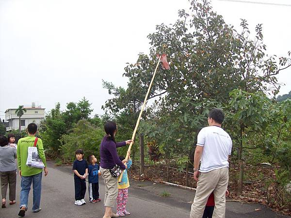 原來柿子是這樣採的