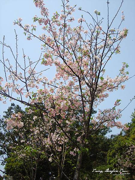 4櫻花樹-點圖看大圖