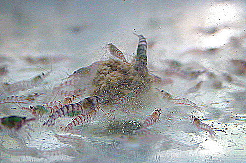 紫晶蝦搶食秀 彩色魚水族 痞客邦 紫晶蝦搶食秀 彩色魚水族 痞客邦