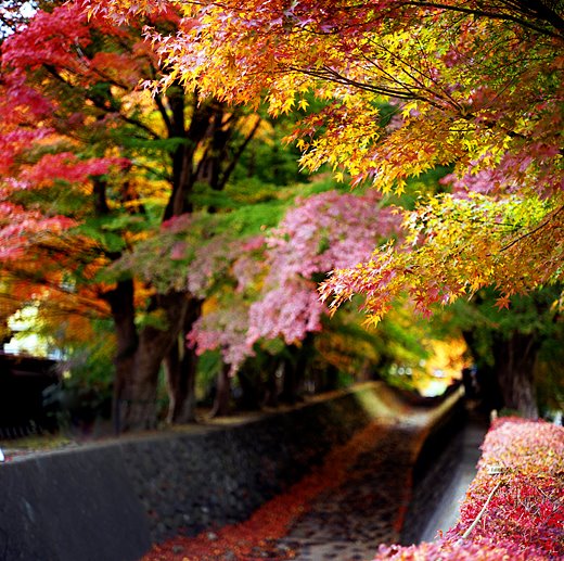 【每日一照‧紅葉100選】日本‧關東‧山梨縣‧河口湖畔.jpg