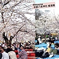 0411-【現場連線‧櫻花】領隊順博在京都八坂神社拍下櫻花滿開最美の一瞬！在櫻花樹下聊天拍照，春神來了~