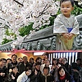 0418-2012.0408-0412京都5天，百選 紅葉、大阪麗池卡爾登~京都櫻花滿開超幸運，每張都是明信片呀！