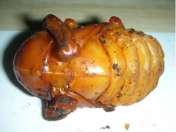 茶色長臂金龜 飼養記錄二 劉祥祥的秘室 痞客邦 茶色長臂金龜 飼養記錄二 劉祥祥的秘室 痞客邦