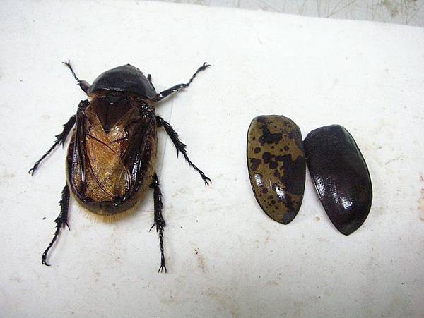 フィリピン甲虫 昆虫標本114