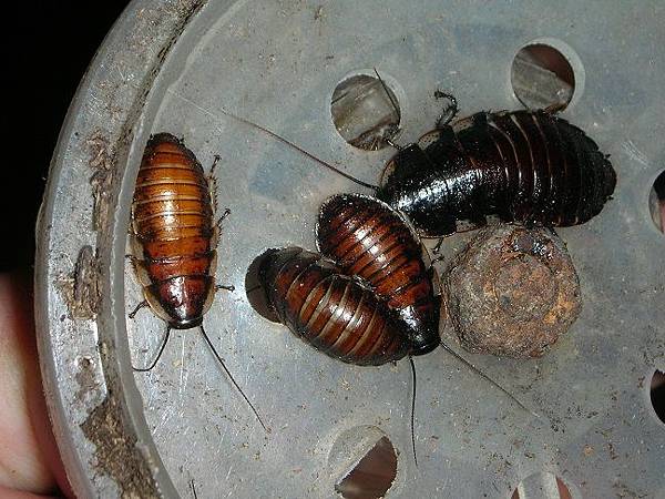 1_1506932934.jpg 1_1506932934.jpg