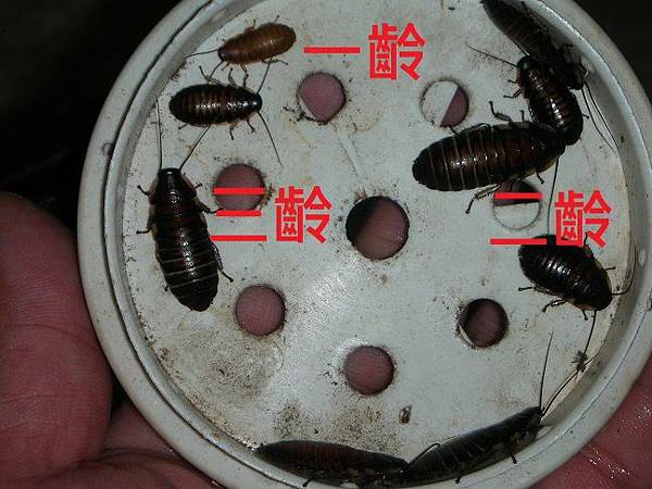 2_1506932946.jpg 2_1506932946.jpg