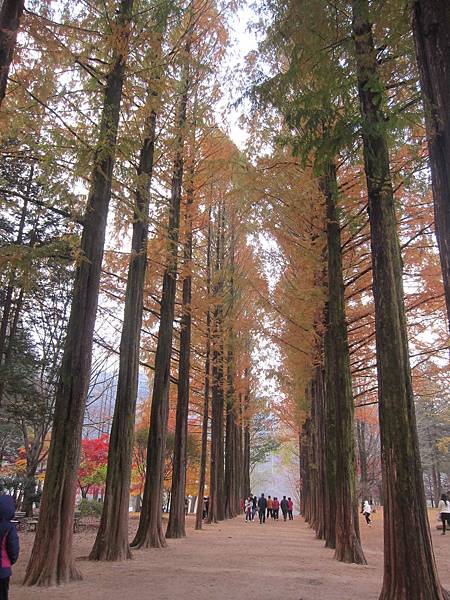 變色水杉