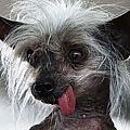 ugly-dog460_1650068c