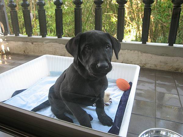 來福,再見! 來福,再見!