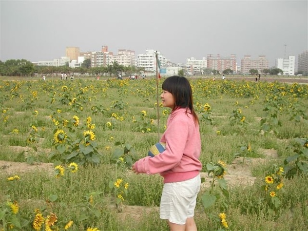 很大一片花田