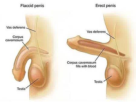 cara memperbesar penis secara alami terbukti jitu.jpg