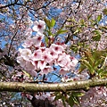 阿里山櫻花