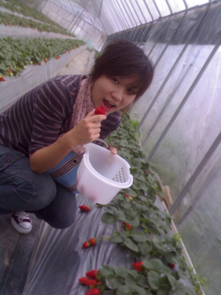 碧山巖採草莓