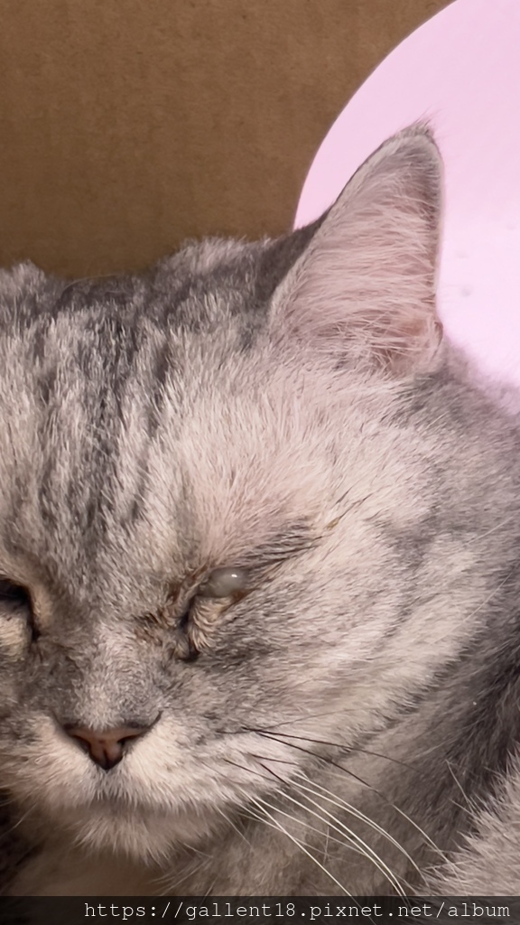 貓眼角膜受損潰瘍治驗。