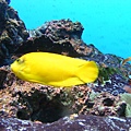金色的魚