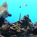 小隻的魚