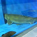 海底隧道的鯊魚