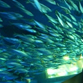 魚群在鯊魚附近