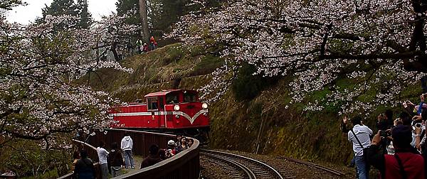 20100313阿里山賞櫻趣.JPG