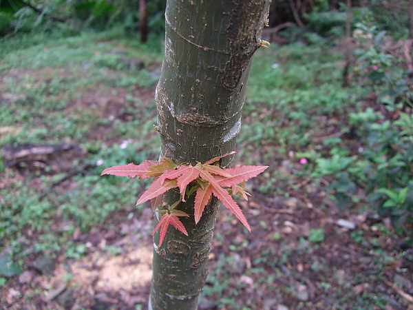 2008樹幹長楓11月宜蘭.JPG