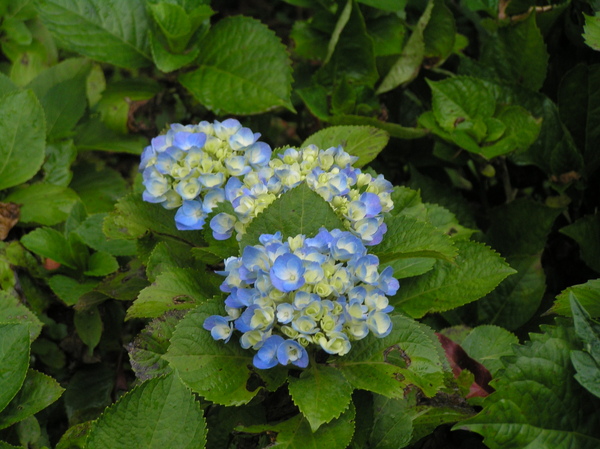 P5170033.JPG