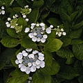 P5170057.JPG