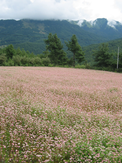 蕎麥田s.jpg