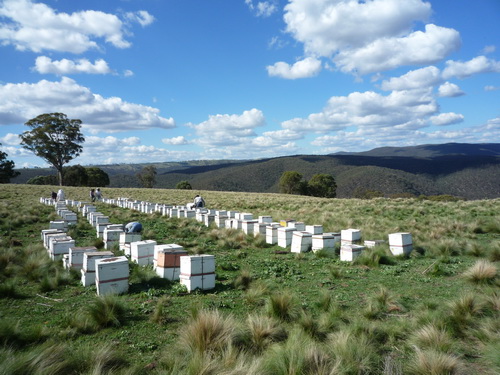 P1190171 Apiary.JPG