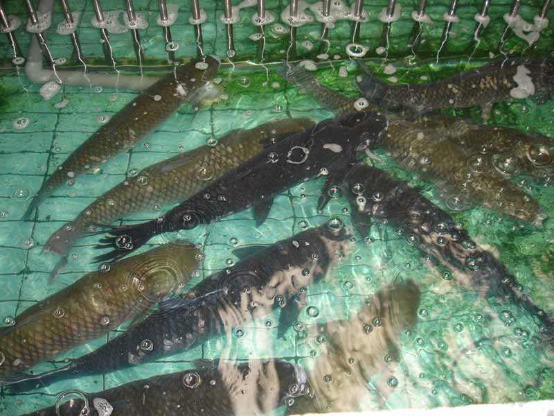 魚池1.jpg 魚池1.jpg