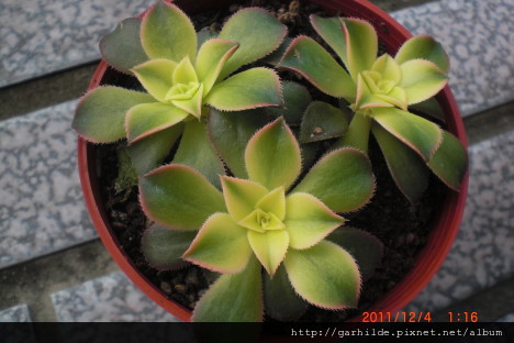 多肉植物 未分類 Aeonium Decorum F Variegata Kiwi Onium 夕映 多肉植物 痞客邦