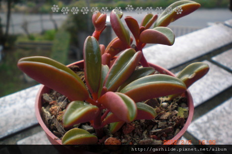 peperomia graveolens紅椒草