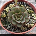 Echeveria moranii 摩氏玉蓮