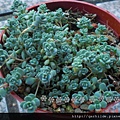 sedum dasyphyllum 姬星美人