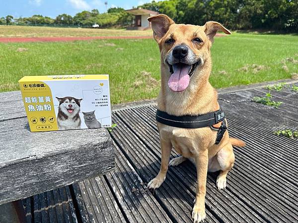 毛孩優健 超能薑黃魚油粉｜老狗推薦 藥典級專利技術魚油粉｜一