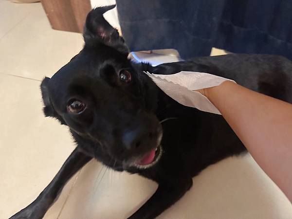 🐶懶人寵爸必備|寶兒樂|刷牙就用寵物潔牙指套、潔牙巾~強力超 🐶懶人寵爸必備|寶兒樂|刷牙就用寵物潔牙指套、潔牙巾~強力超