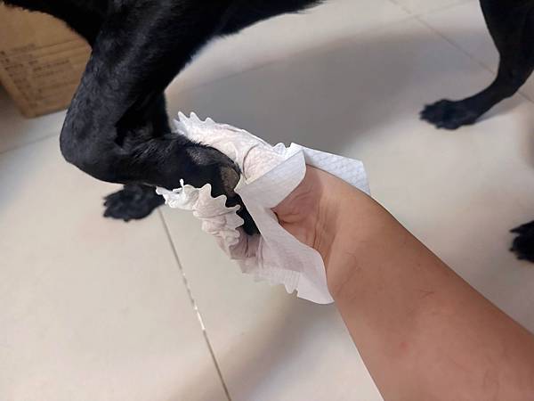 🐶懶人寵爸必備|寶兒樂|刷牙就用寵物潔牙指套、潔牙巾~強力超 🐶懶人寵爸必備|寶兒樂|刷牙就用寵物潔牙指套、潔牙巾~強力超