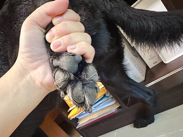 🐶懶人寵爸必備|寶兒樂|刷牙就用寵物潔牙指套、潔牙巾~強力超 🐶懶人寵爸必備|寶兒樂|刷牙就用寵物潔牙指套、潔牙巾~強力超