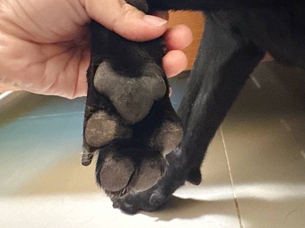 🐶懶人寵爸必備|寶兒樂|刷牙就用寵物潔牙指套、潔牙巾~強力超 🐶懶人寵爸必備|寶兒樂|刷牙就用寵物潔牙指套、潔牙巾~強力超