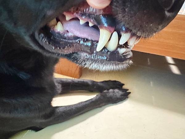🐶懶人寵爸必備|寶兒樂|刷牙就用寵物潔牙指套、潔牙巾~強力超 🐶懶人寵爸必備|寶兒樂|刷牙就用寵物潔牙指套、潔牙巾~強力超