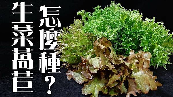 生菜萵苣縮圖.jpg