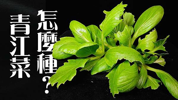 青江菜縮圖.jpg